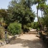Le Pinete